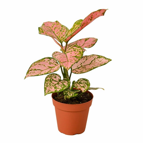 Chinese Evergreen Lady Valentine