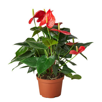 Anthurium Red