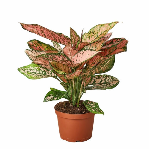 Chinese Evergreen Lady Valentine