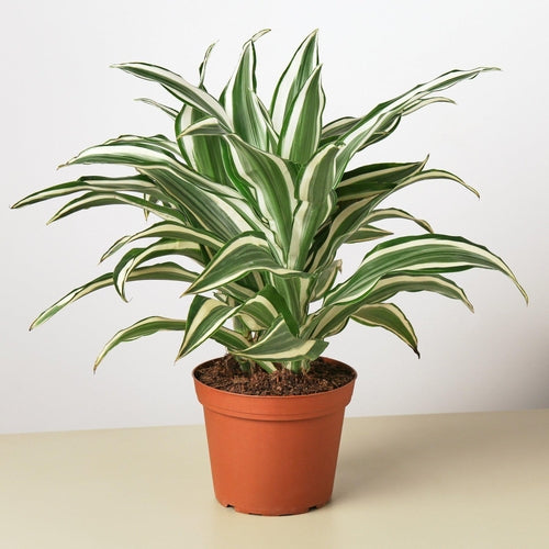 Dracaena Warneckii White Jewel