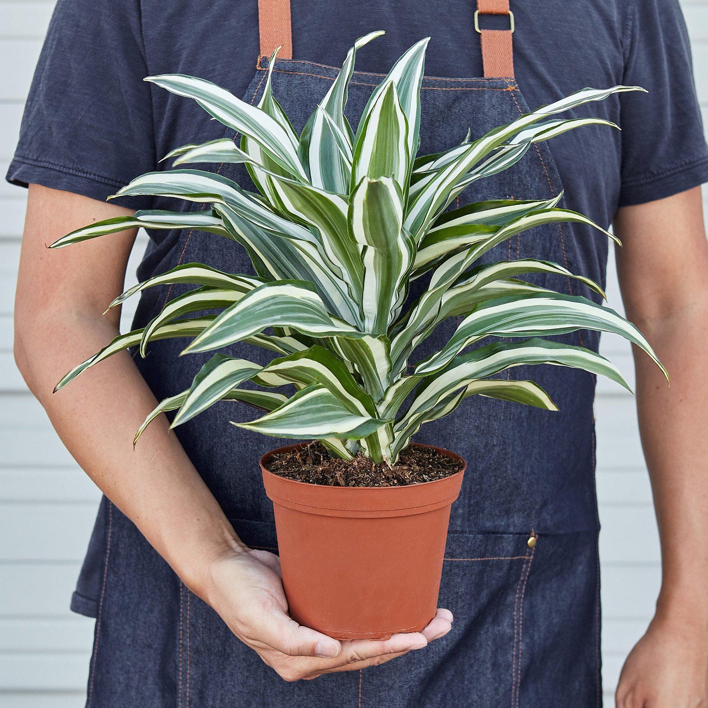 Dracaena Warneckii White Jewel