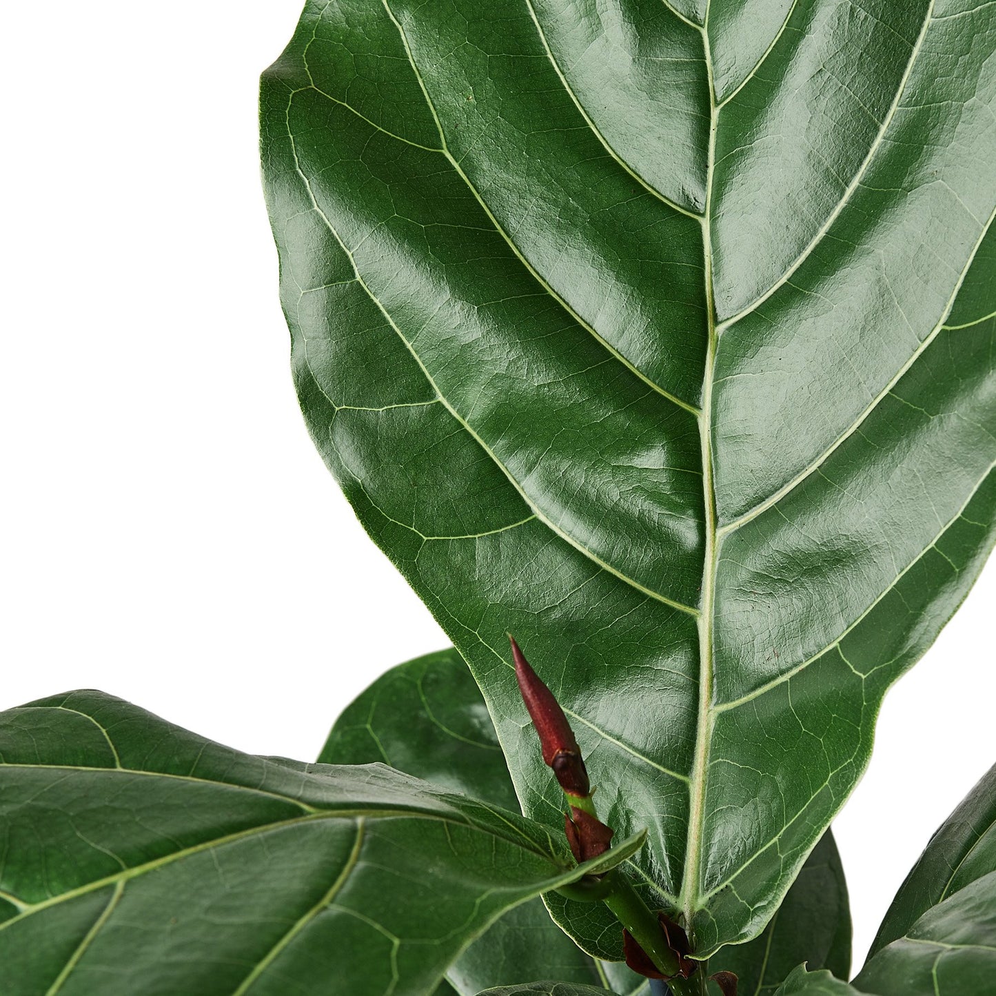 Ficus Lyrata Fiddle Leaf Fig