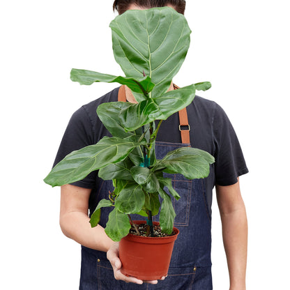 Ficus Lyrata Fiddle Leaf Fig