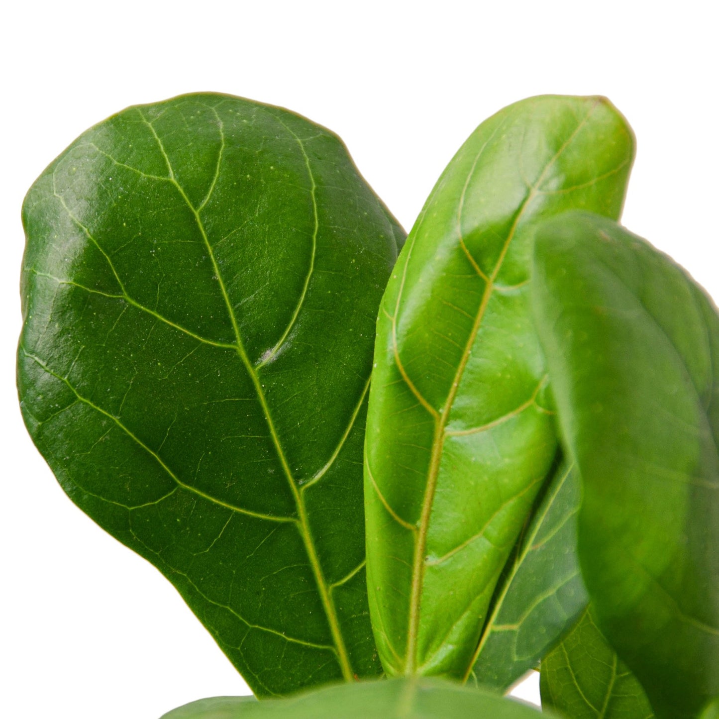 Ficus Lyrata Fiddle Leaf Fig