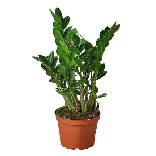 Zamioculcas Zamiifolia ZZ Plant