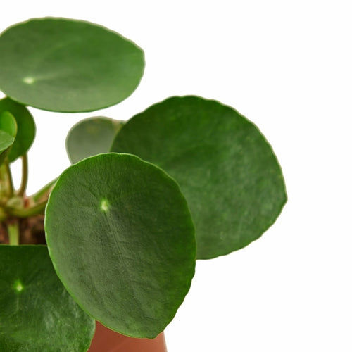 Pilea Peperomioides Chinese Money Plant