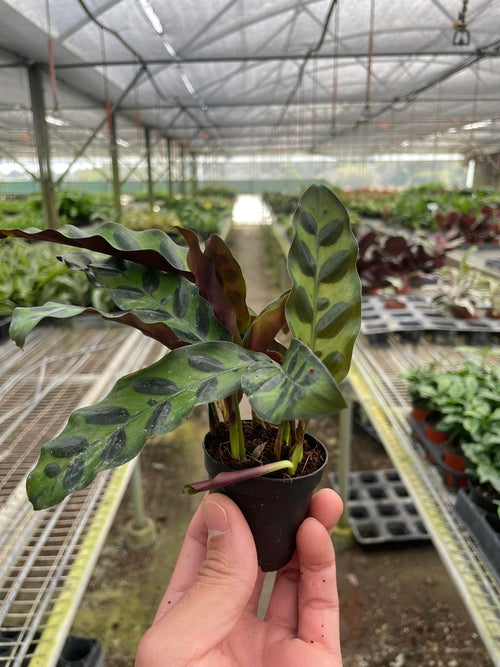 Calathea Lancifolia Rattlesnake