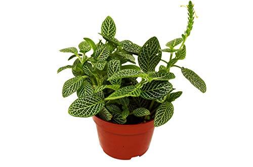 Fittonia White Nerve Plant