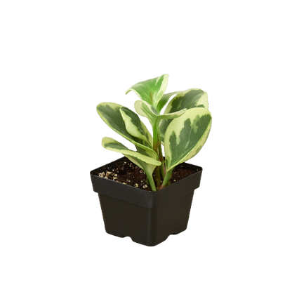 Peperomia Marble