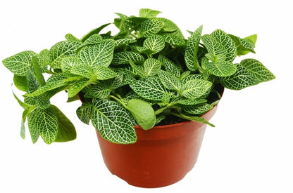 Fittonia White Nerve Plant