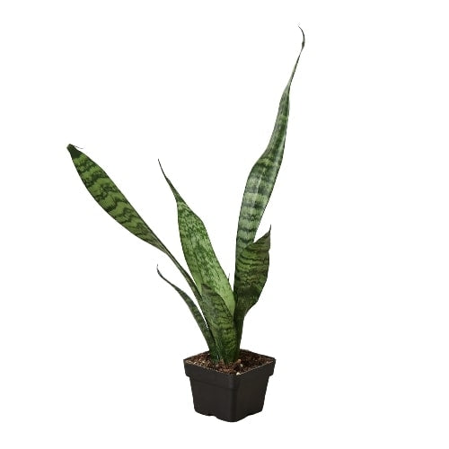 Snake Plant Zeylanica