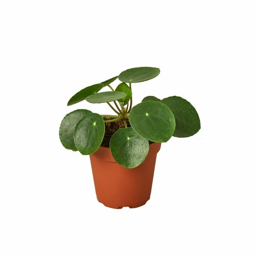 Pilea Peperomioides Chinese Money Plant