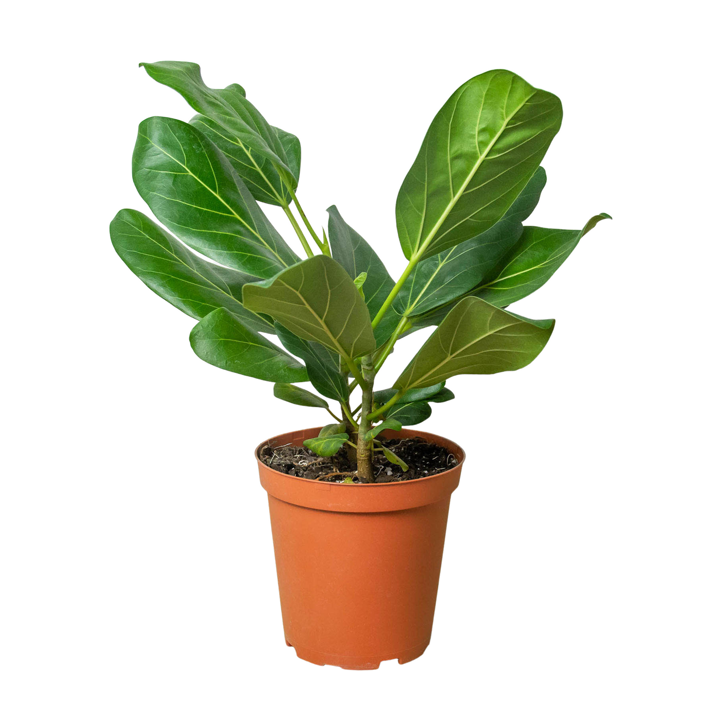 Ficus Audrey