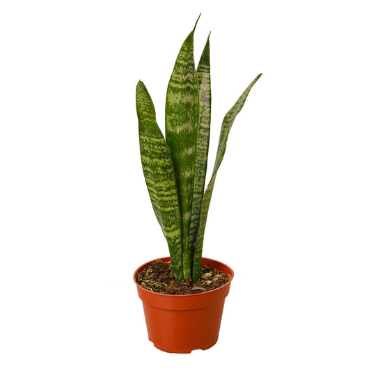 Snake Plant Zeylanica