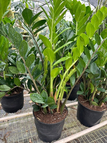 Zamioculcas Zamiifolia ZZ Plant