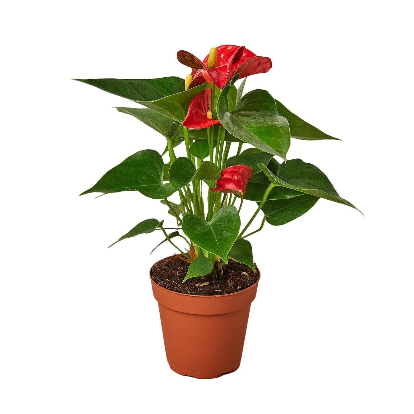 Anthurium Red