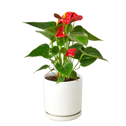 Anthurium Red