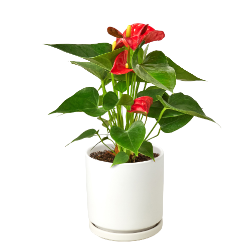 Anthurium Red