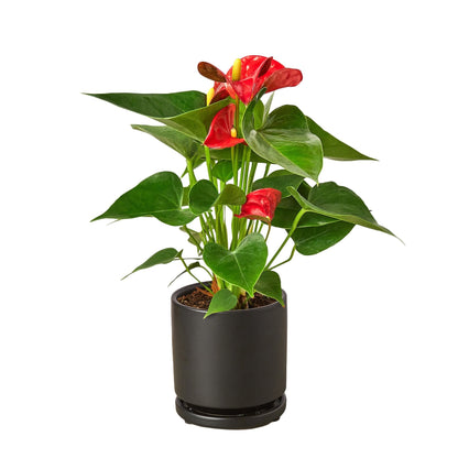 Anthurium Red