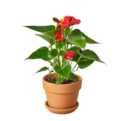 Anthurium Red