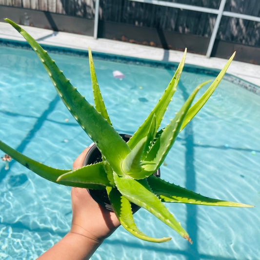 Aloe Vera Live Plant