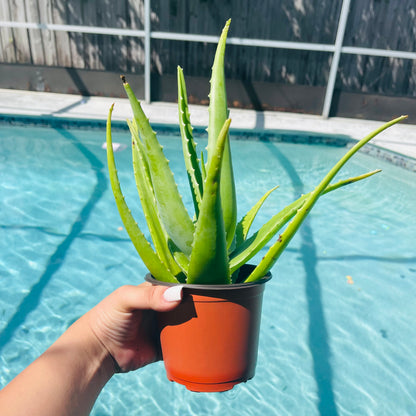 Aloe Vera Live Plant