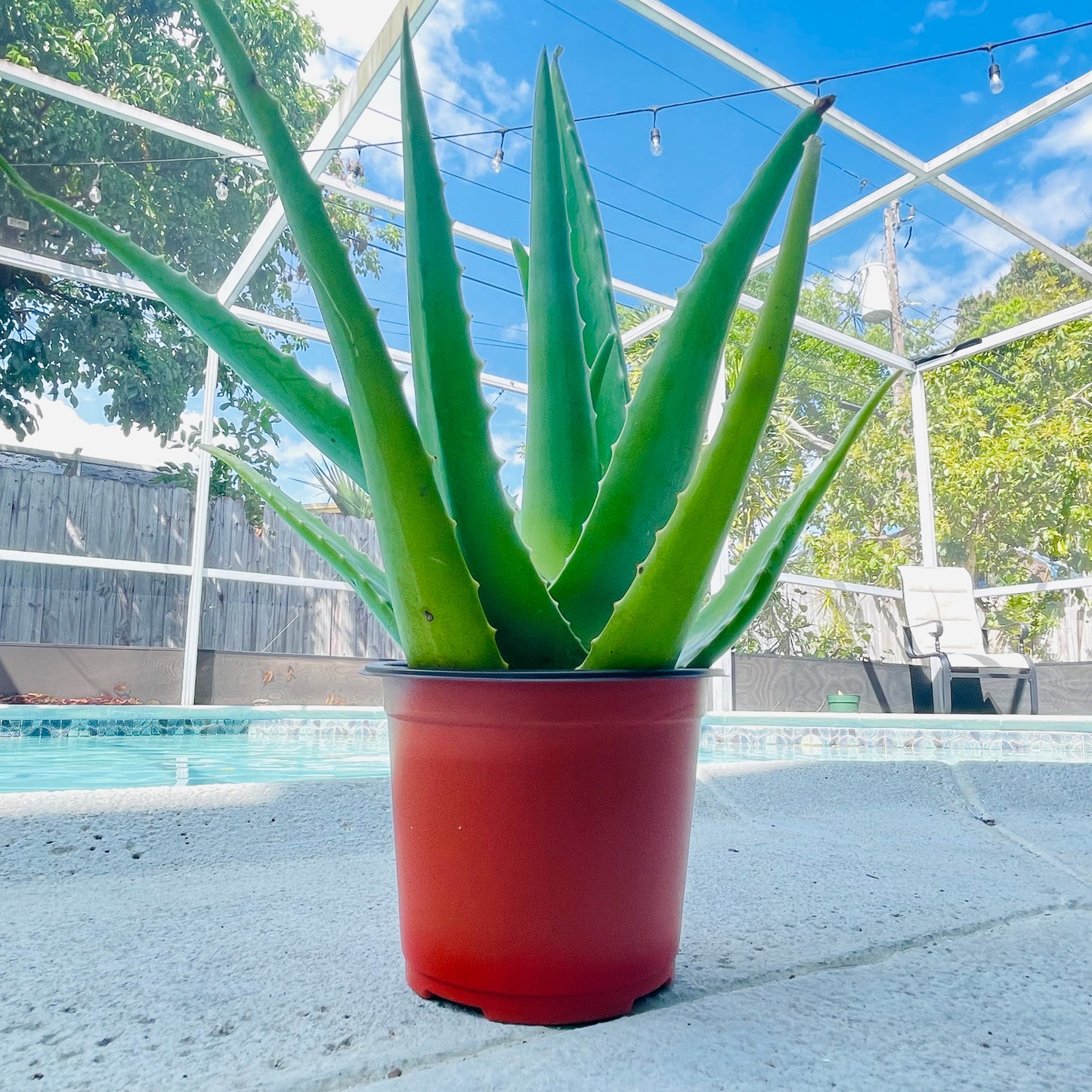 Aloe Vera Live Plant