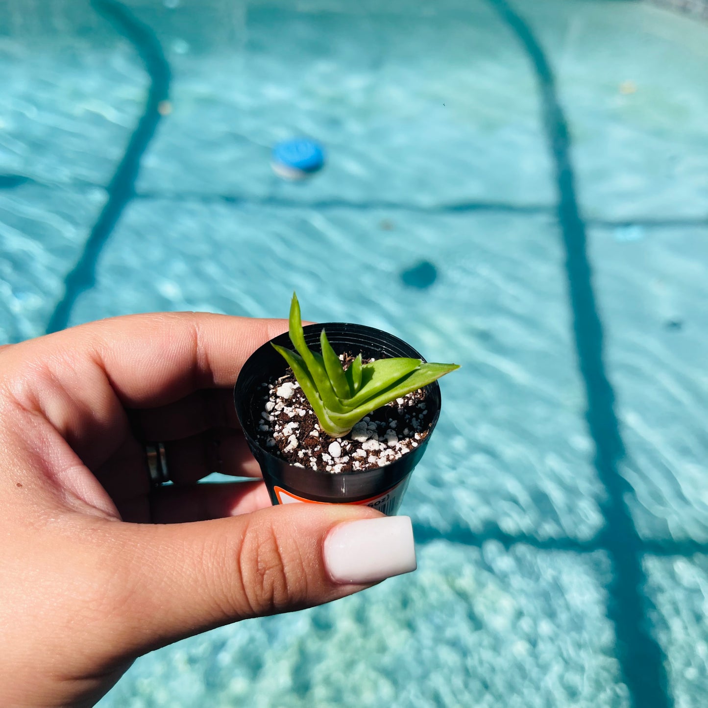 Aloe Vera Live Plant