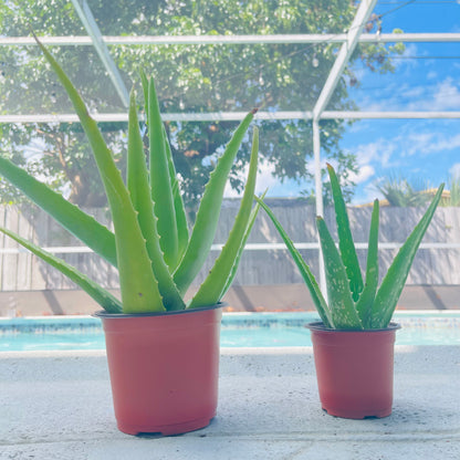 Aloe Vera Live Plant