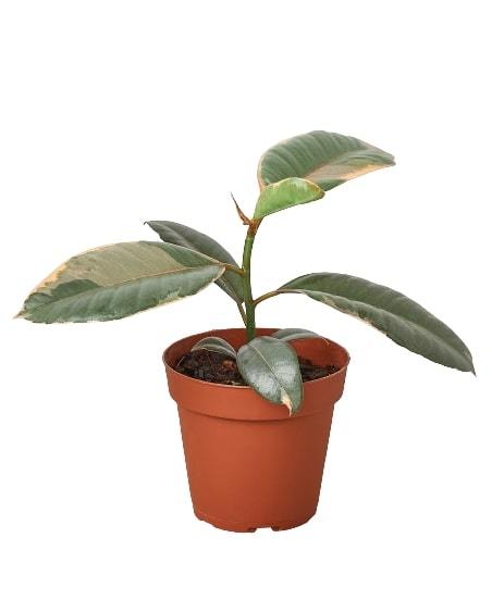 Ficus Elastica Ruby Pink