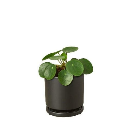 Pilea Peperomioides Chinese Money Plant