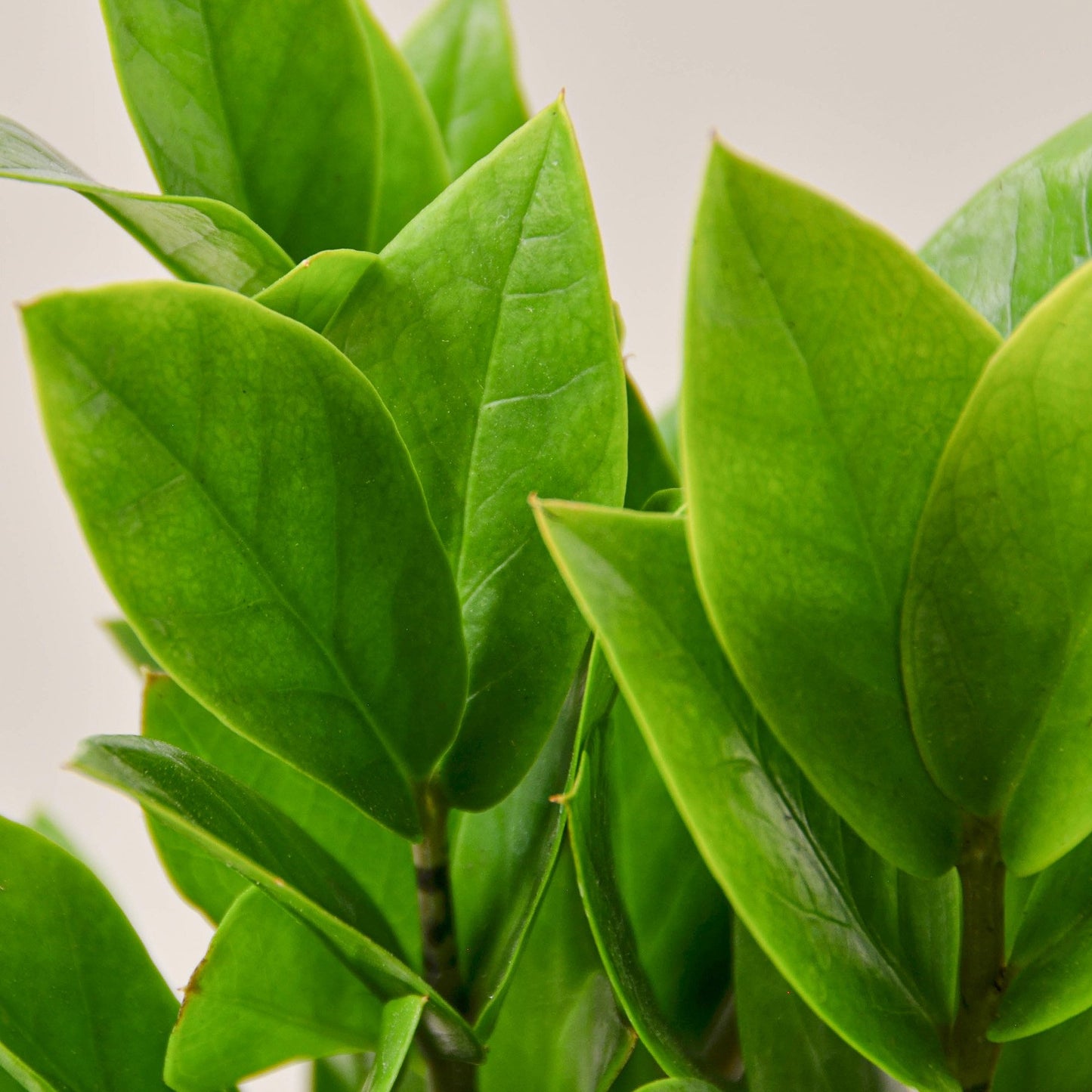 Zamioculcas Zamiifolia ZZ Plant