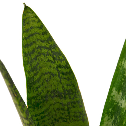 Snake Plant Zeylanica