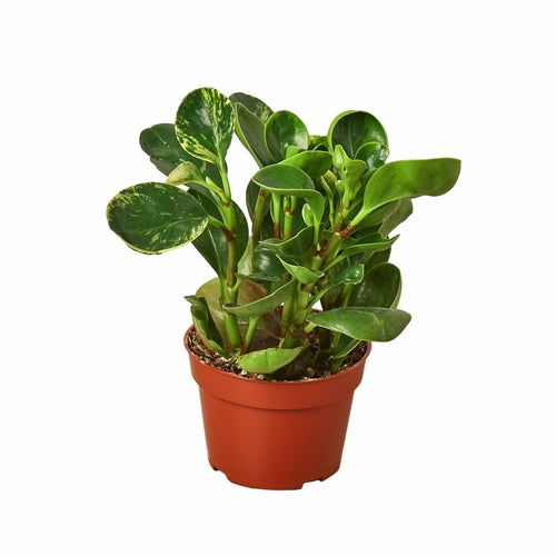 Peperomia Marble