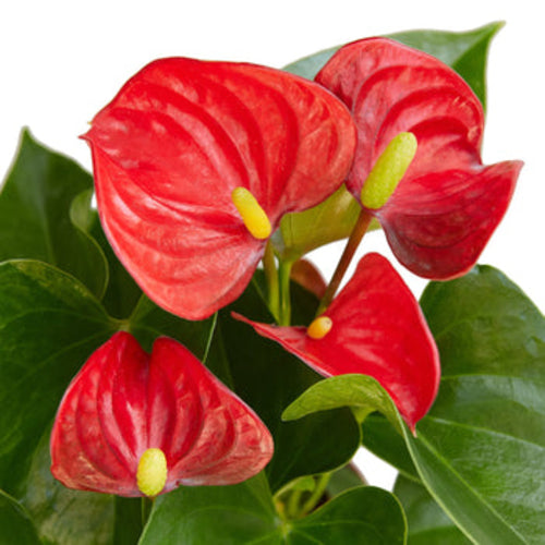 Anthurium Red