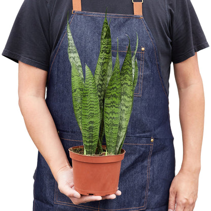 Snake Plant Zeylanica