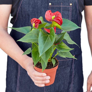 Anthurium Red