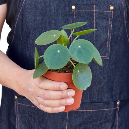 Pilea Peperomioides Chinese Money Plant